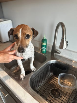 Earth Rated Dog Shampoo and Toys Product Review