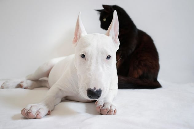 Your Senior Pet Wellness Checklist