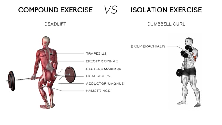 Compound vs Isolation: Why 99% of Lifters Are Doing It Wrong