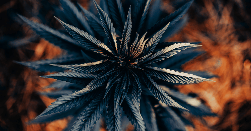 Establishing Strong Roots