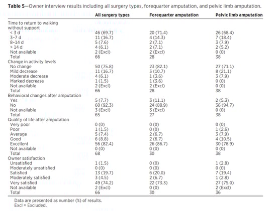 Cats Bounce Back: High Recovery and Owner Satisfaction After Limb Amputation for Bone Tumors