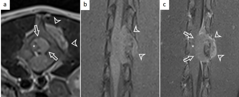 Rare Diagnosis in a Puppy: Spinal Round Cell Sarcoma Mimics Common Myelopathies