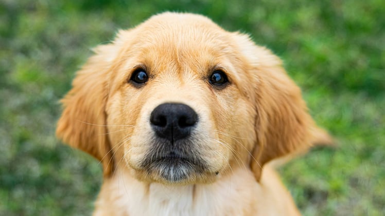 🐕 Unexpected vet visits?