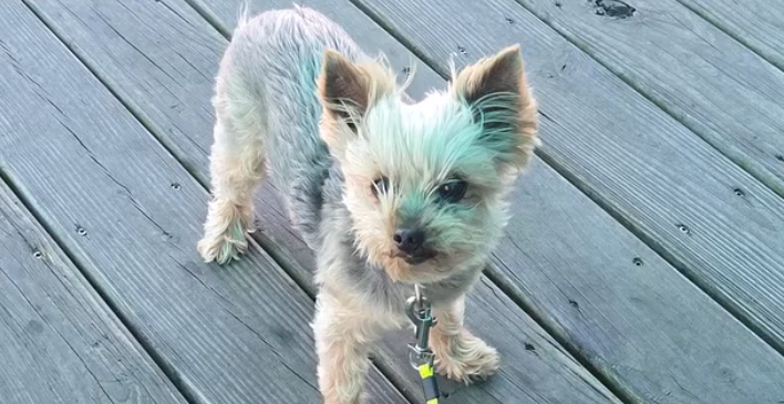 ⭐Heartbreak In Ormond, Toys For Tots, T'giving Meals