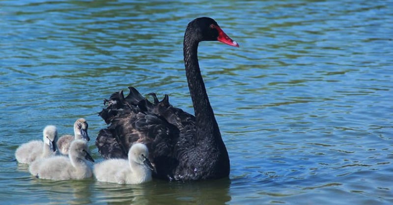 Black Swans, Antifragility and Skin-in-the game in Dynasty Fantasy Football