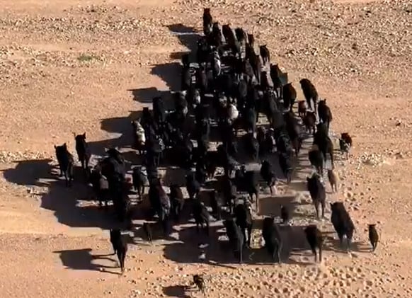 Newsport Alert Monday 1 December 2025