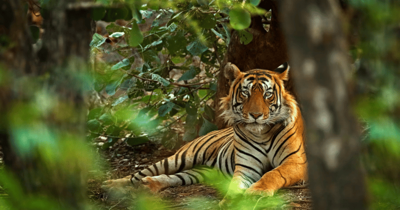 🐯 Remarkable global conservation wins