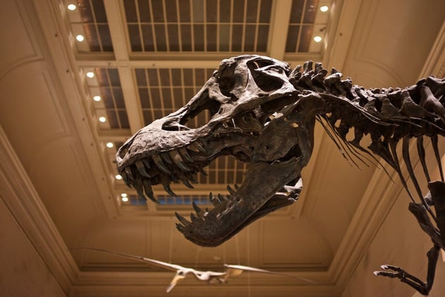 Bone Wars Rivalry, Surprising Dunes, and Hedgehog Rescue Tips