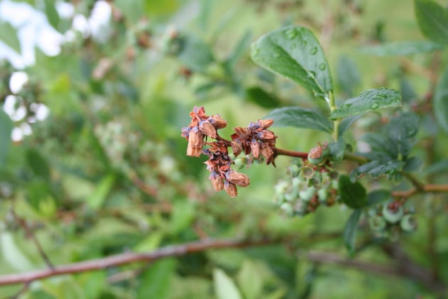 Researchers solve blueberry virus mystery