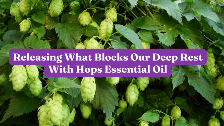 What Blocks Our Deep Rest With Hops Essential Oil