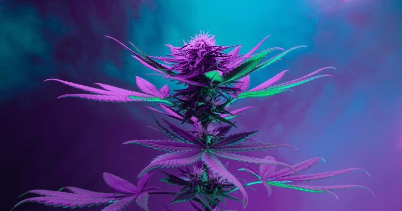 Preserving the Heritage of the Cannabis Plant