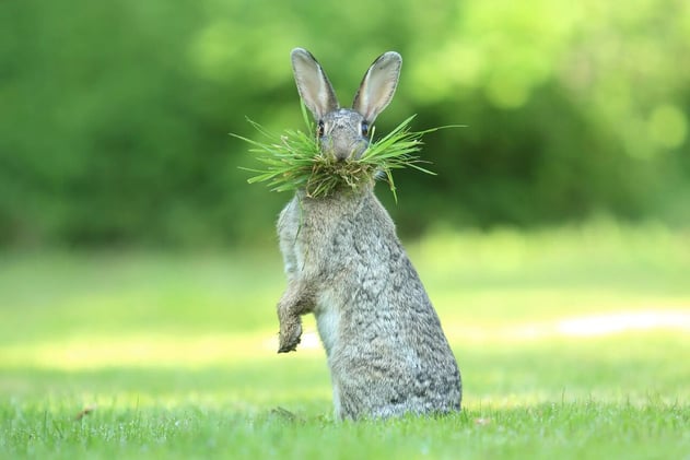 Las fotos ganadoras del concurso Comedy Wildlife 2017