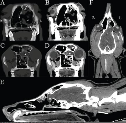 Sometimes it is just 2 diagnosis....