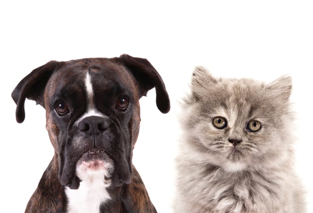 A Dog's World