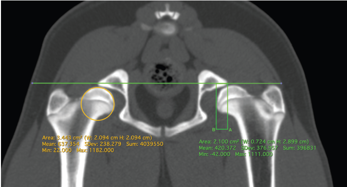 DPO Delivers: CT Confirms Better Hip Coverage and Less Subluxation After Surgery in Dogs