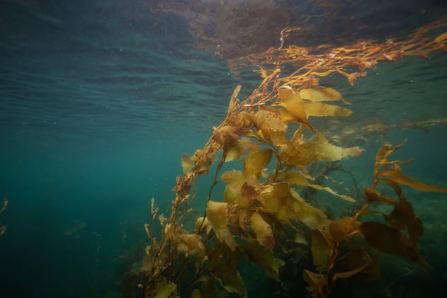 June 7 - Mapping Canada's kelp forests
