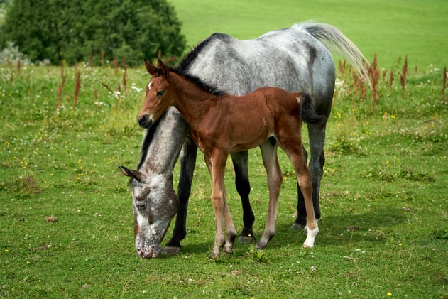 4 New Wild Foals, Trainer Found With Needles & Coleman Wins KY 5* 🐎🌎💥