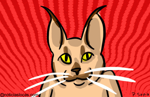 El gato más polémico de mundo cuesta USD 23.000