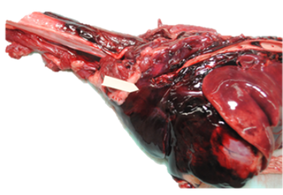 Thymic Hematomas in Puppies May Signal Rodenticide Poisoning—Even Without Known Exposure