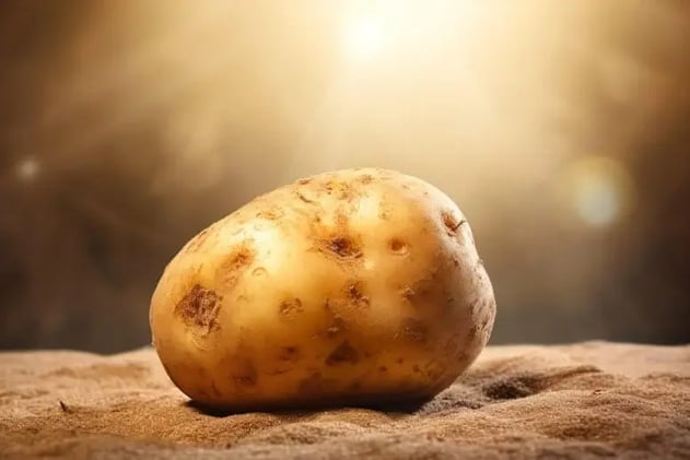 Potatis