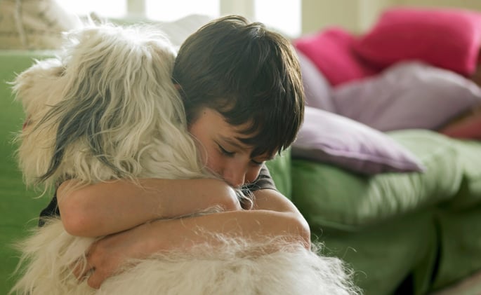 🐕 Why does your dog love socks?