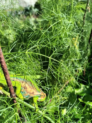 Week 8: Embrace ecological cycles, and include animals if you can