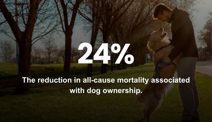 🌅 Owning a Dog Can Lead to a Longer Life