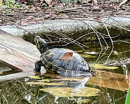 Poot says it's Spring