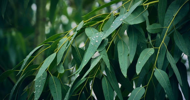 Eucalyptus
