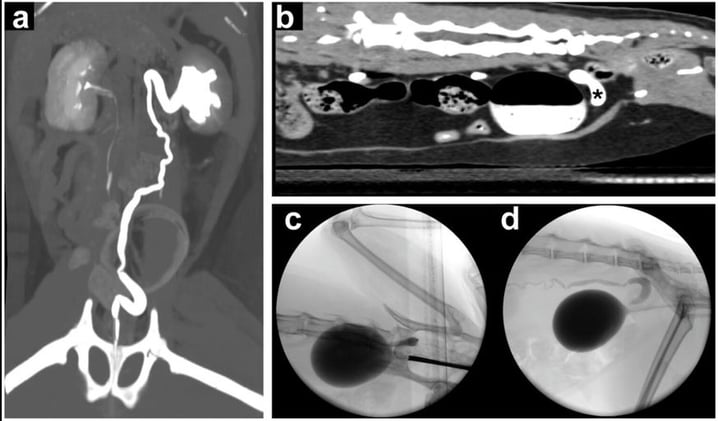 🐾 Long-Term Success: 100% Resolution of Incontinence in Cats After Ectopic Ureter Treatment