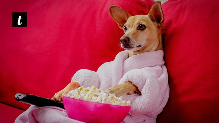 12 Mind-blowing YouTube Alternatives | No Ads and More Features