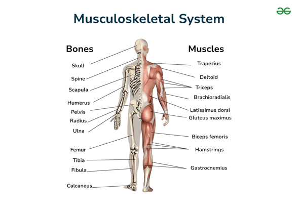 Why Your Bones, Muscles and Joints Matter More Than You Think: The Silent Epidemic of Musculoskeletal Disease