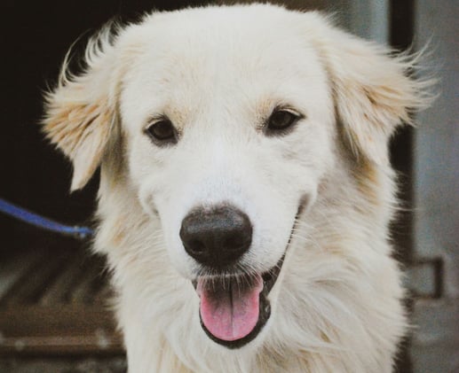 🐕 Does your dog's breath stink?