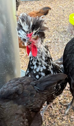 The Community Bulletin