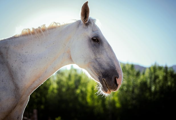 Horse Urine Perfume, Nolan Trojan Horse & FDA Equine Omeprazole 🐎🌎💥