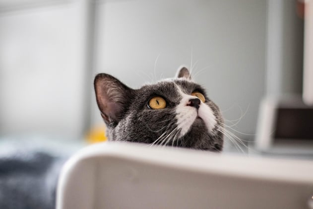 Cats are finally having their moment