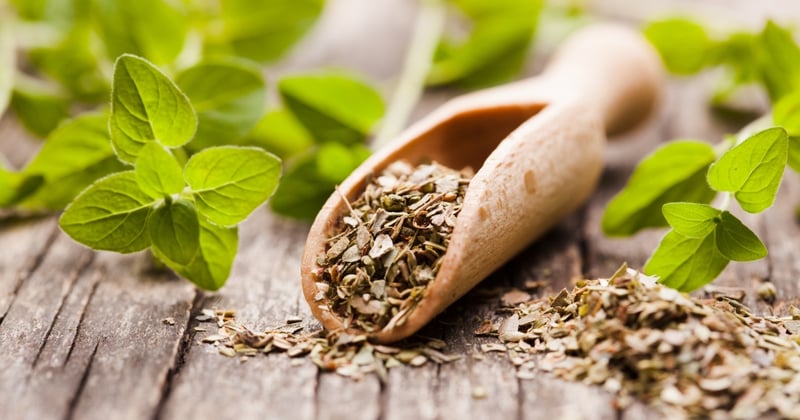 Oregano: The Super Herb
