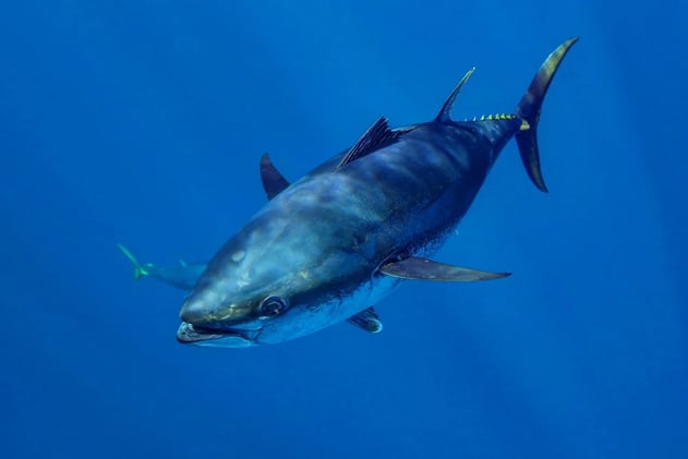 When Does Tuna Season Really End?