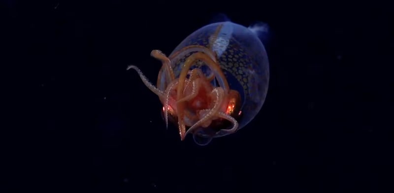 A Mythical Squid, DNA Robots & Our Energy Future