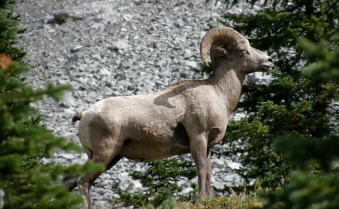 Gondola Plan Above Canmore Sparks Bighorn Sheep Concerns