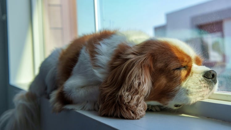 🐕 The top signs your dog is stressed