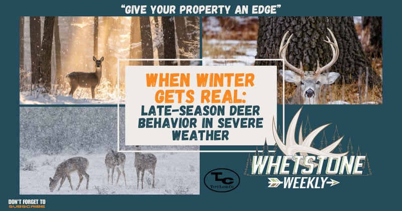 When Winter Gets Real: Late-Season Deer Behavior in Severe Weather