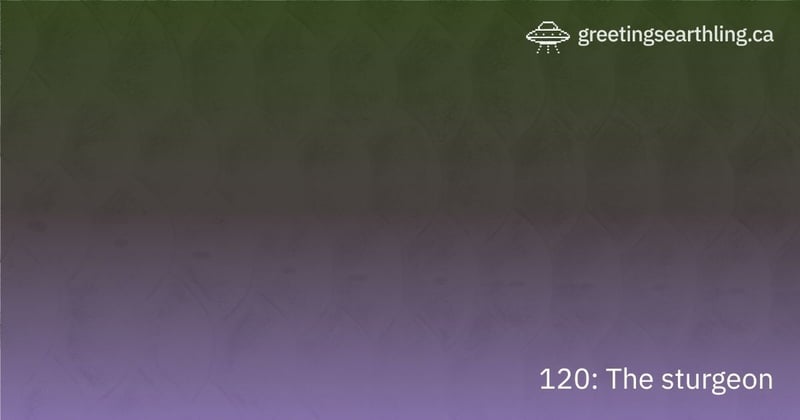 Transmission 120: The sturgeon