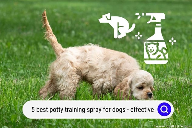 5 Best Potty Training Spray for Dogs (Effective 2024) 