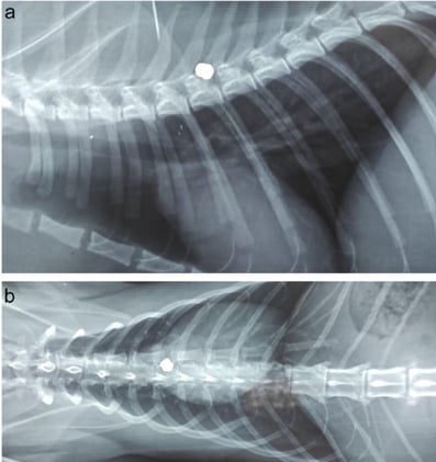 Airgun Injuries in Cats: New Insights on Spinal Trauma and Recovery