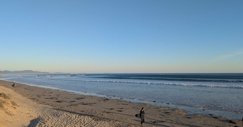 Newsletter: The great dog debate