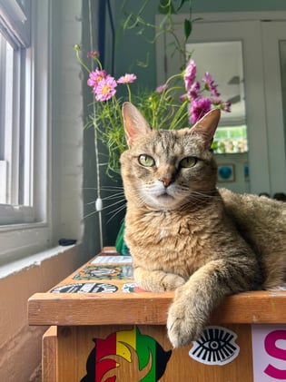 Introducing Calypso Petunia Maser