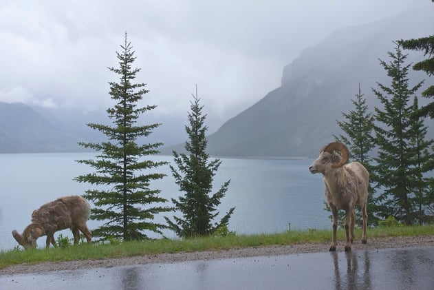 After a Dry Spring, Banff’s July Rainfall Surged Past 30-Year Averages
