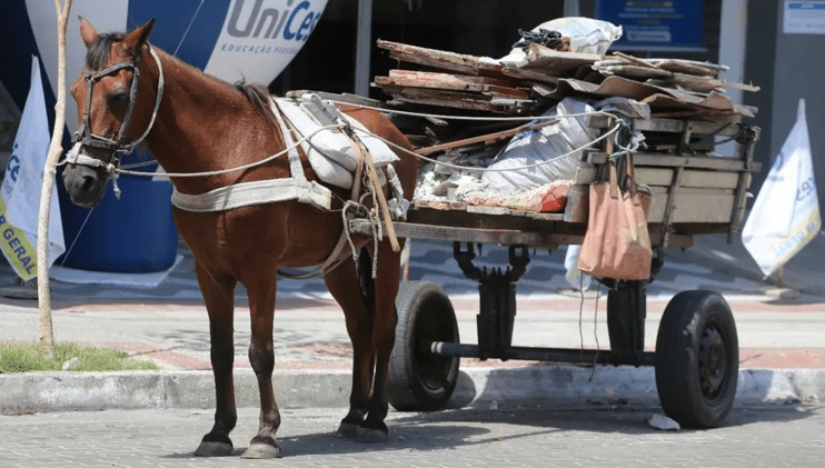 Animais + carroça = 5 anos de prisão