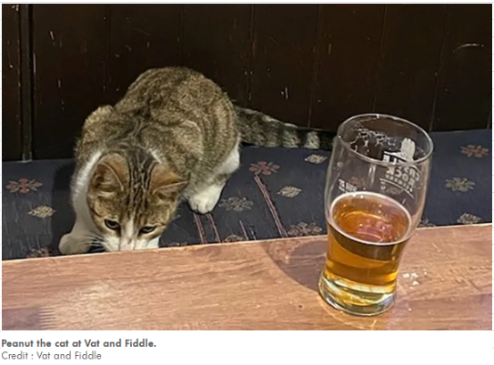 This Cat Walked Into a Bar... Twice 🍺🐱